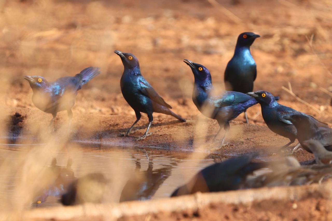 Ukuthula Bush Lodge โฮดสปรูท ภายนอก รูปภาพ